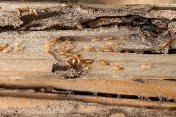 Best Wildlife Control Services  in Celina, TN