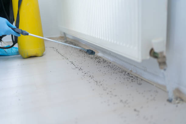 Best Termite Control Services  in Celina, TN
